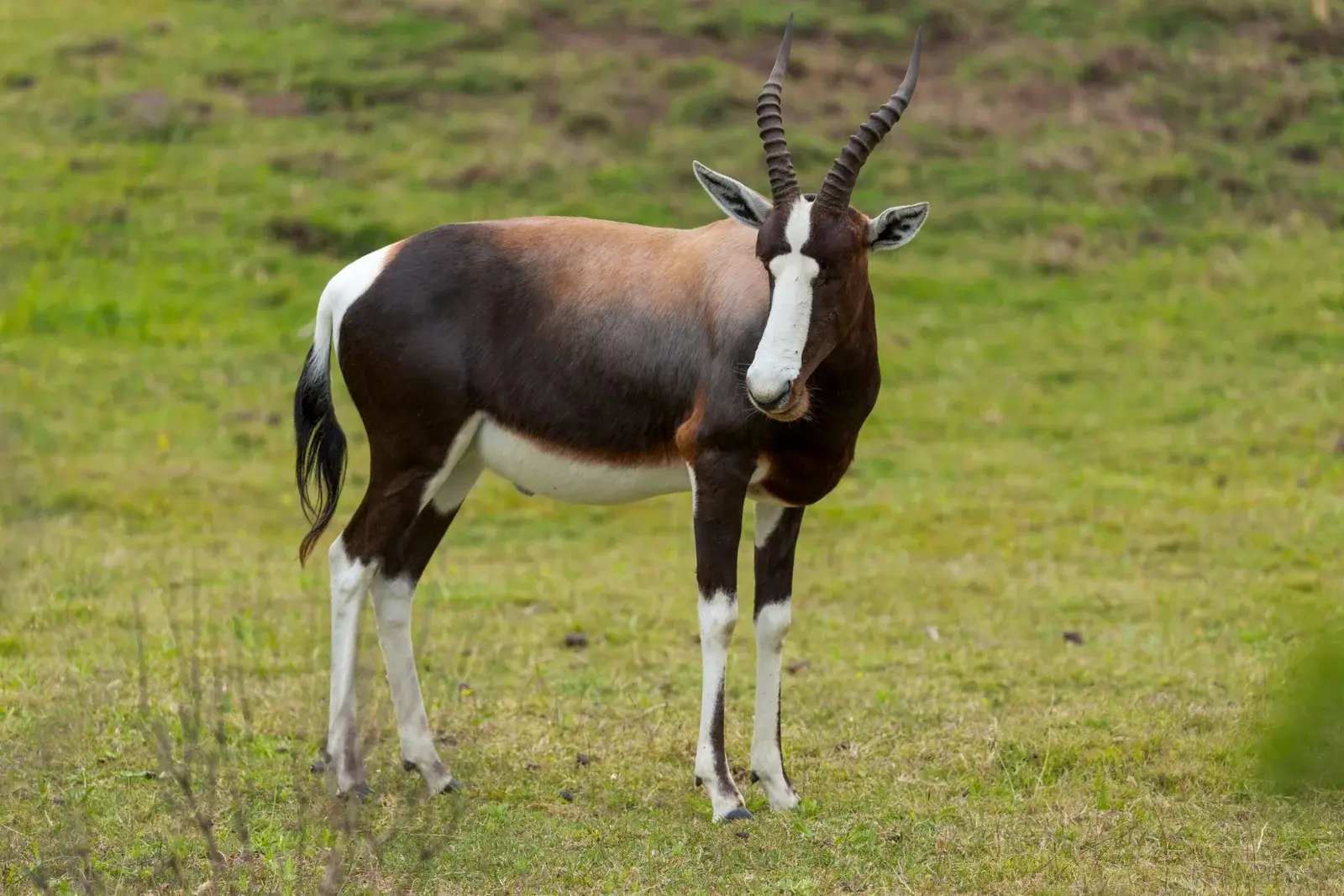 Medium Antelope