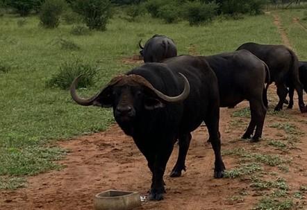 Cape buffalo bull with large head gear