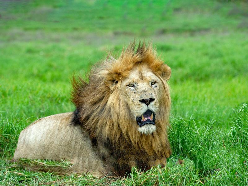 lion lying in the grass