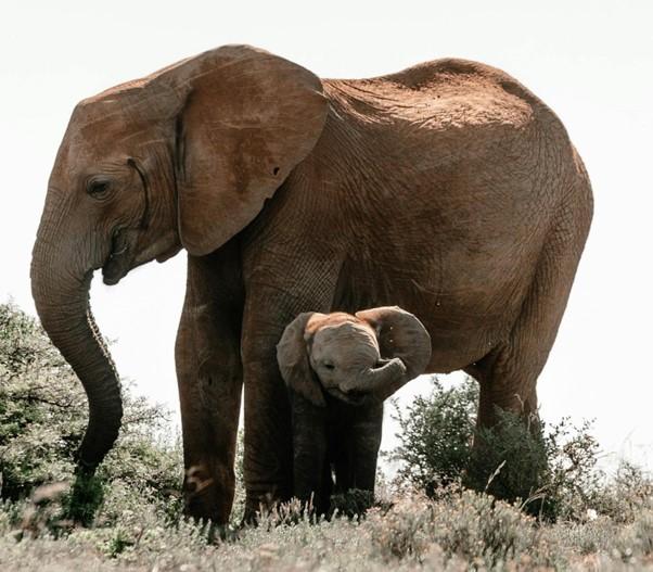 A tuskless Elephant and her Calf