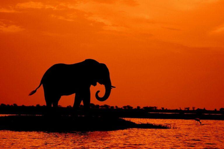 elephant standing in the sunset next to water
