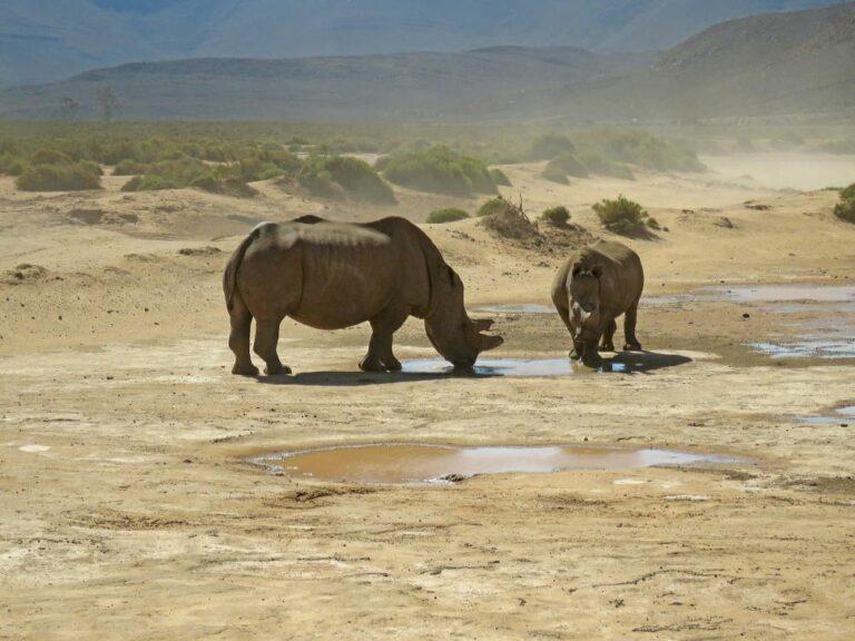 Two rhinos drinking water in a desert region