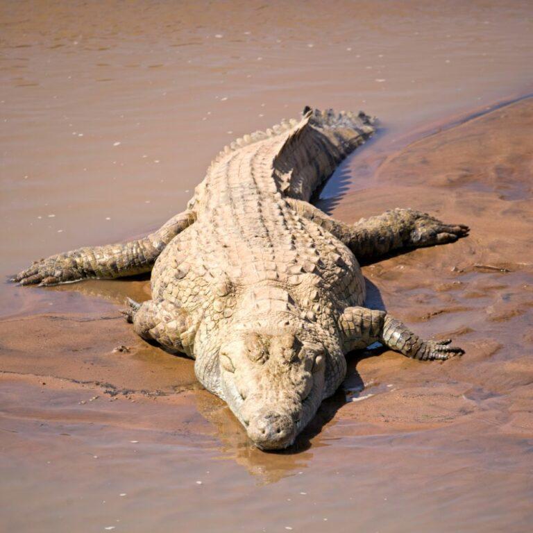 Crocodile lying on a river bank