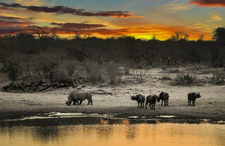 Image of rhinos and buffalo at a waterhole, with African sunset in the background