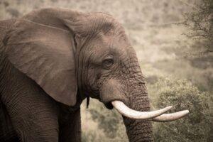 Close up of African elephant showing white tusks