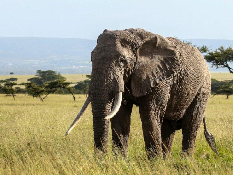 An elephant with large tusks on a savanna