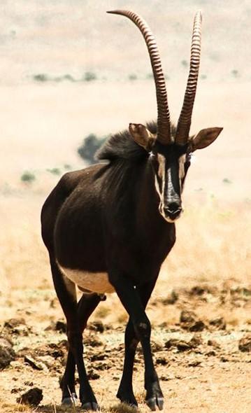 Front view of a sable