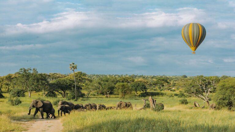 Herd of elephants walking across a field with a hot air balloon in the background