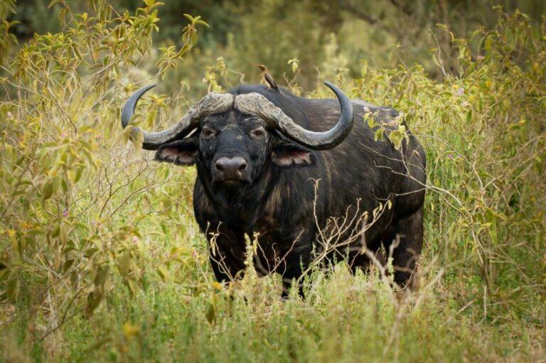 Buffalo bull