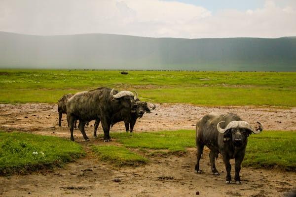 African buffalo on the savanna