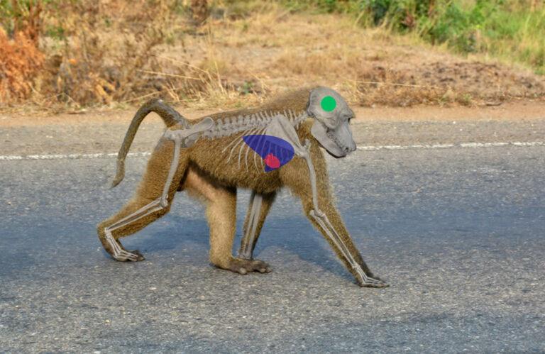 Baboon Side View Shot Placement