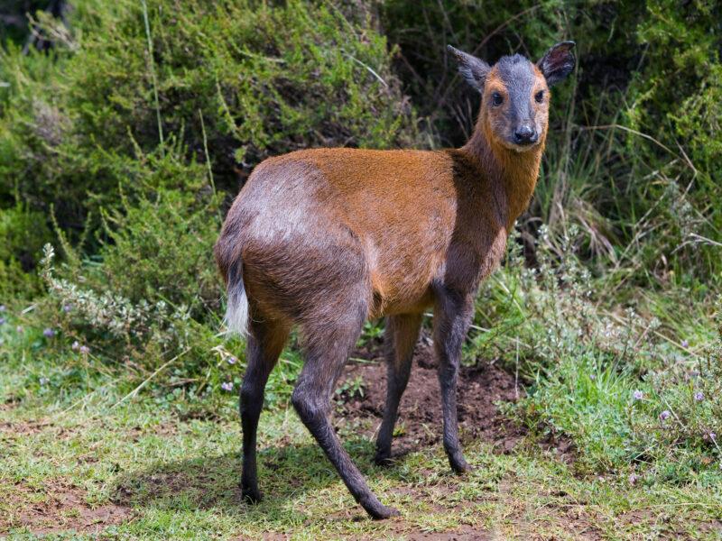 Black-Fronted-Duiker