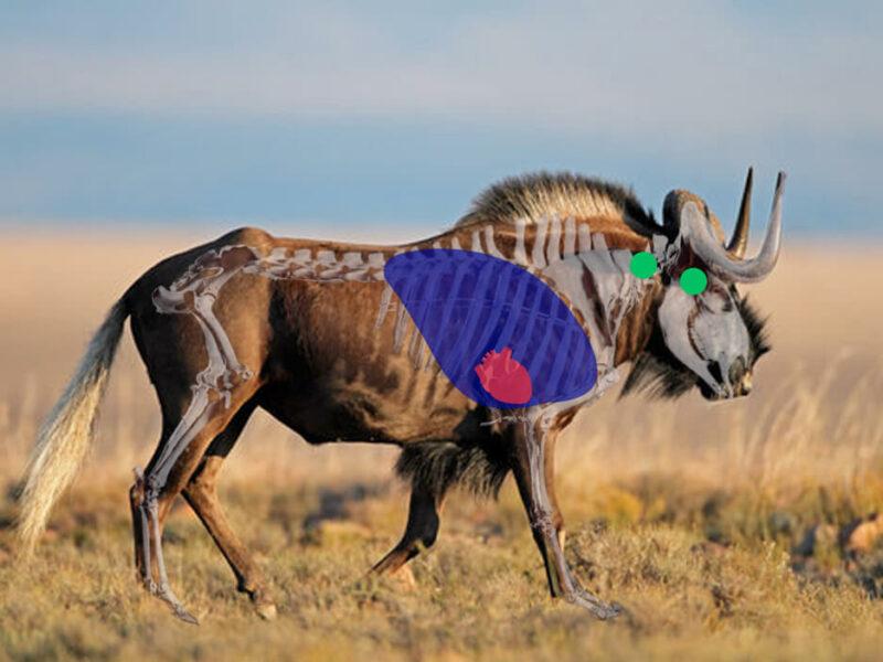 Wildebeest Side View Shot Placement, Medium Antelope