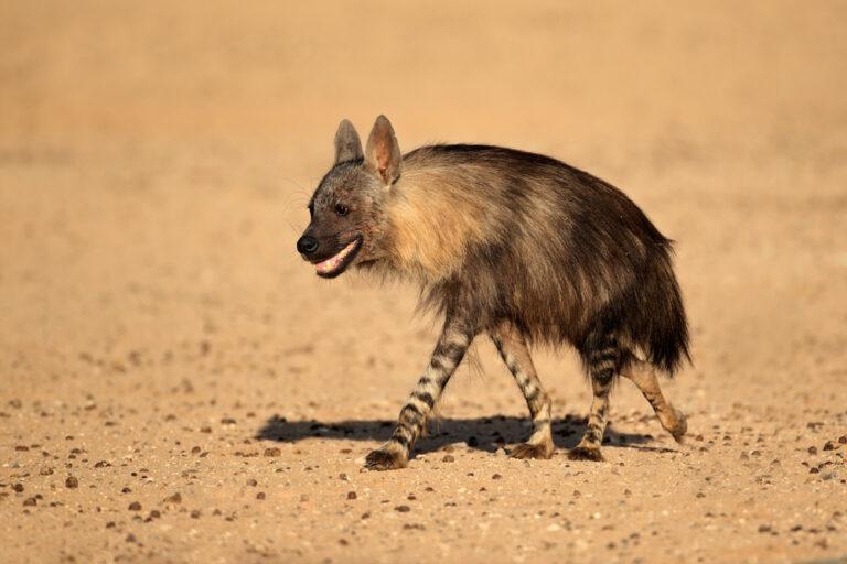 Brown Hyena Hunting
