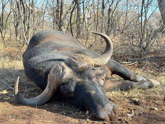 cape buffalo hunts