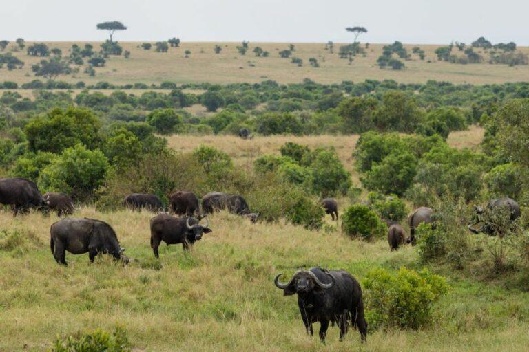 Group of buffalo grazing in the wild