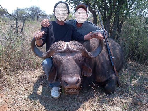 cape buffalo hunts