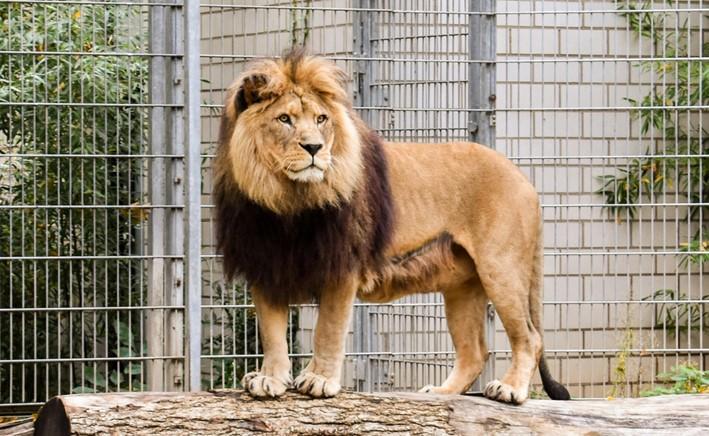 Side image of a male lion.