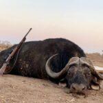 Cape buffalo