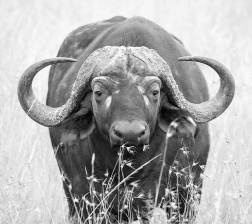 Buffalo bull with large horns standing in tall grass