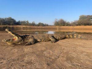 crocodiles hunting