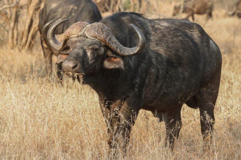 Cape buffalo grazing