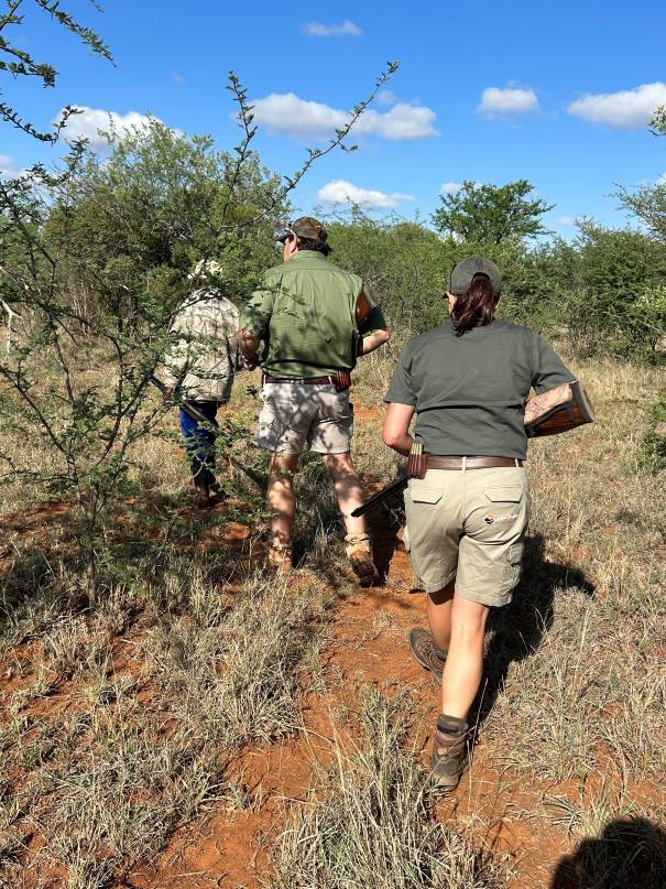 Cape Buffalo walk and stalk