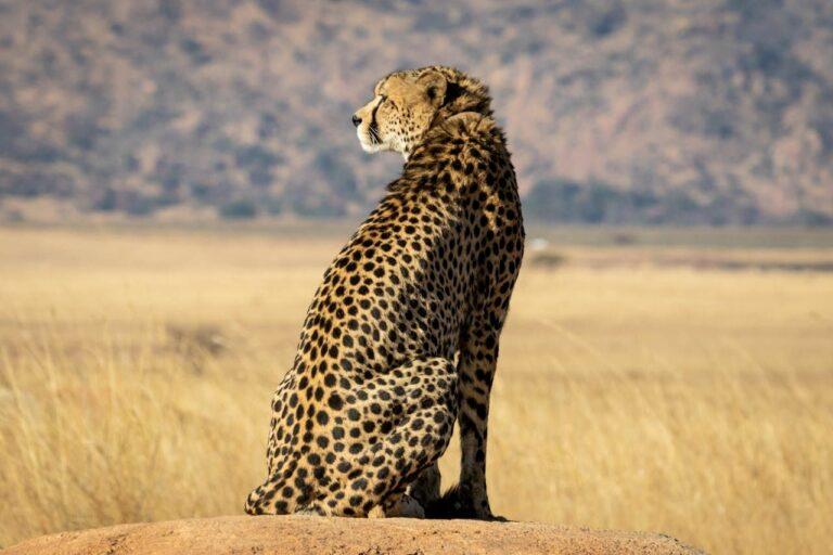 Back view of a cheetah, looking out over the veld