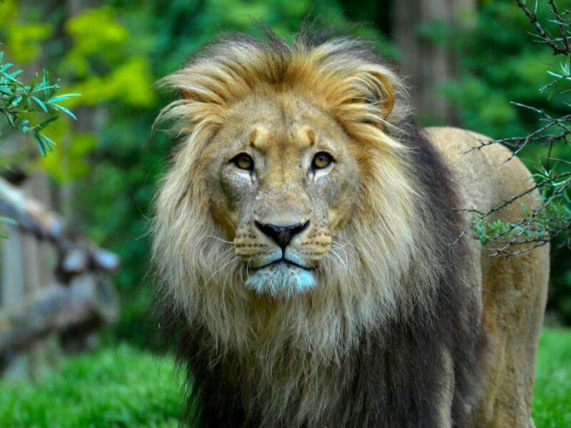 An apex predator of note, the African lion is killed for a variety of reasons, not only on African game hunting safaris.