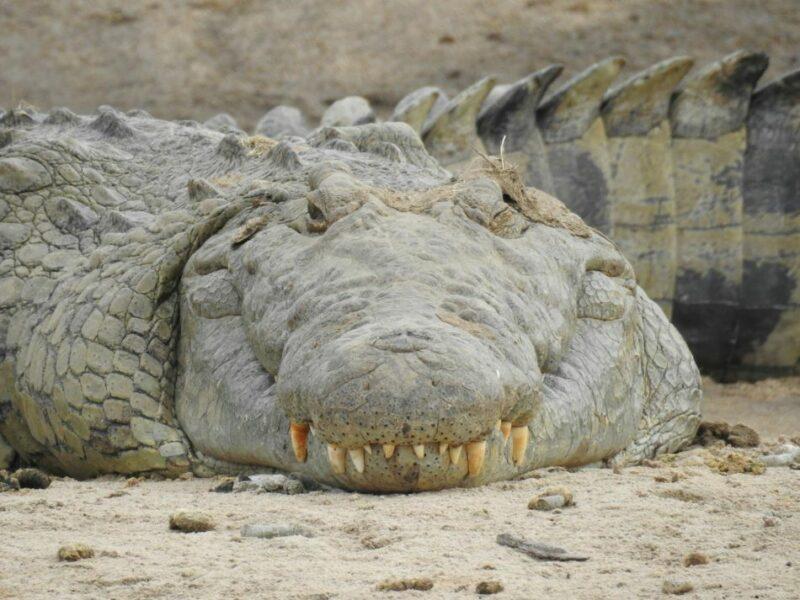 Front view of a large Nile crocodile
