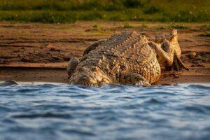 Large crocodile entering the water