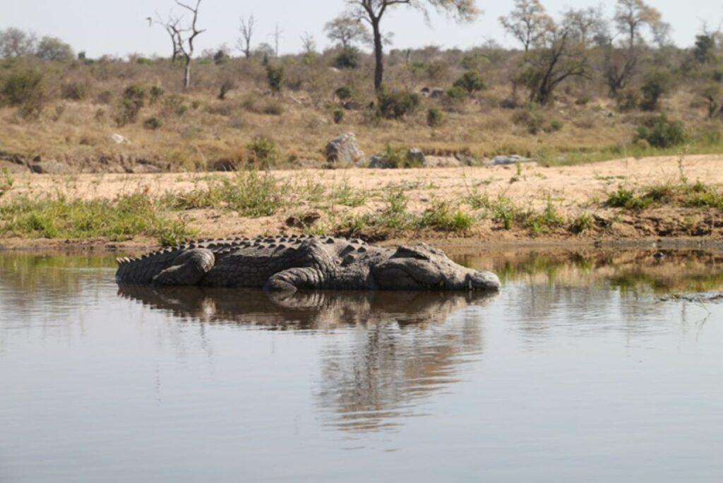 Crocodile-resting-800x600.jpg