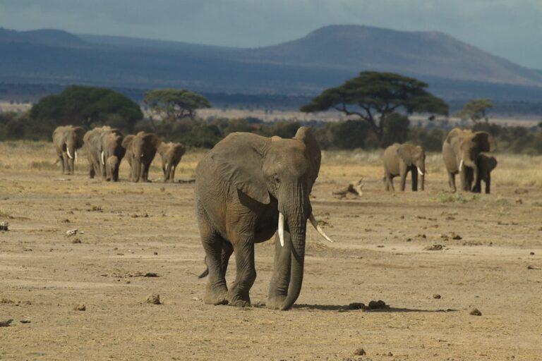 Elephants walking across desert type landscape