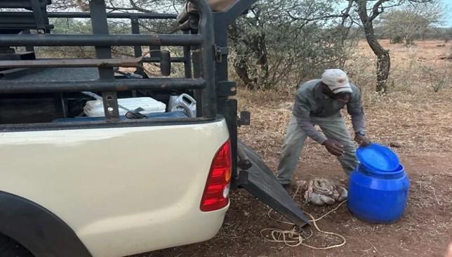 Dragging guts from the Baboon hunt to drag for the Spotted Hyena Hunt