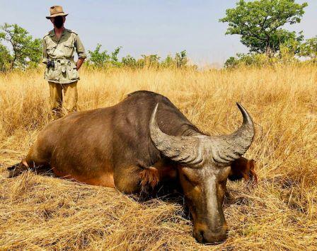 cape buffalo hunts