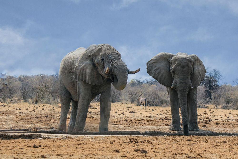 two elephants near a watering hole