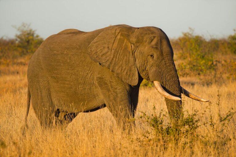 Elephant with large tusks in the bush, standing side ways
