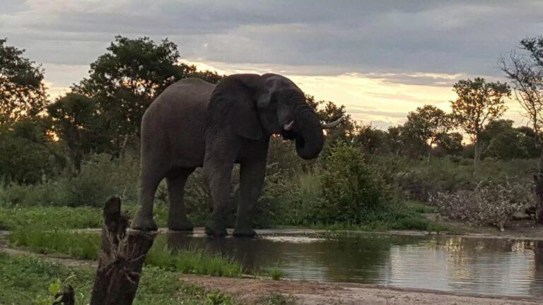 Elephant by water