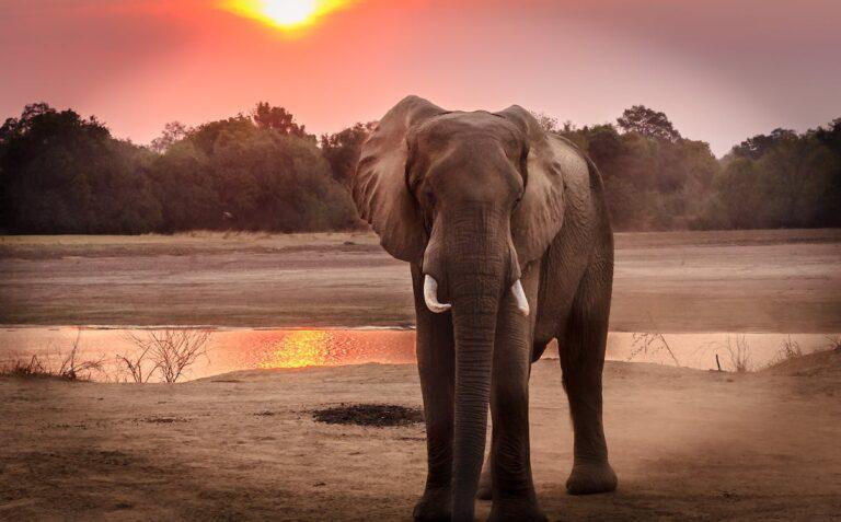 Elephant standing in front of a waterhole