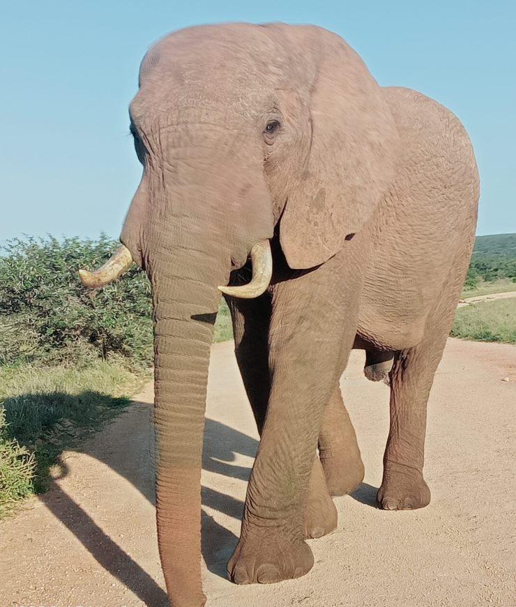 Elephant in Addo Elephant Park
