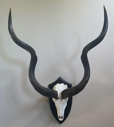 Skull showing horns mounted on a plaque