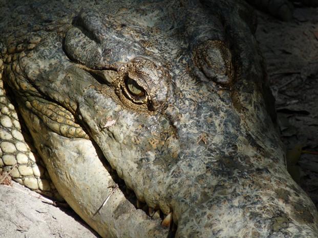 Close up of a crocodile