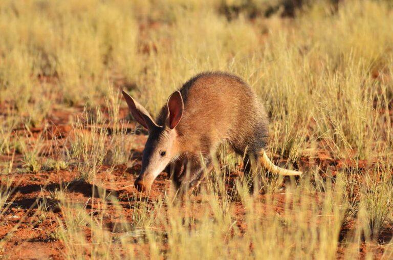 Aardvark Hunting