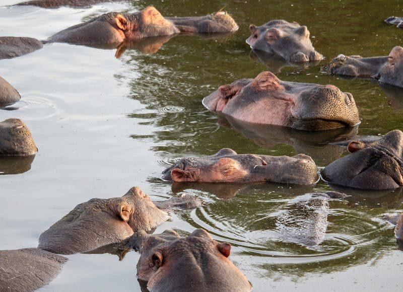 Hippos relaxing in the water