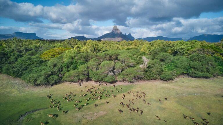 Mauritius hunting grounds
