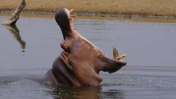 side view of hippo yawning, showing its large teeth