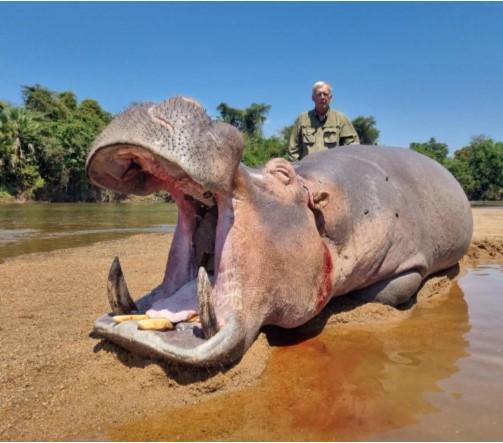 Hippo trophy
