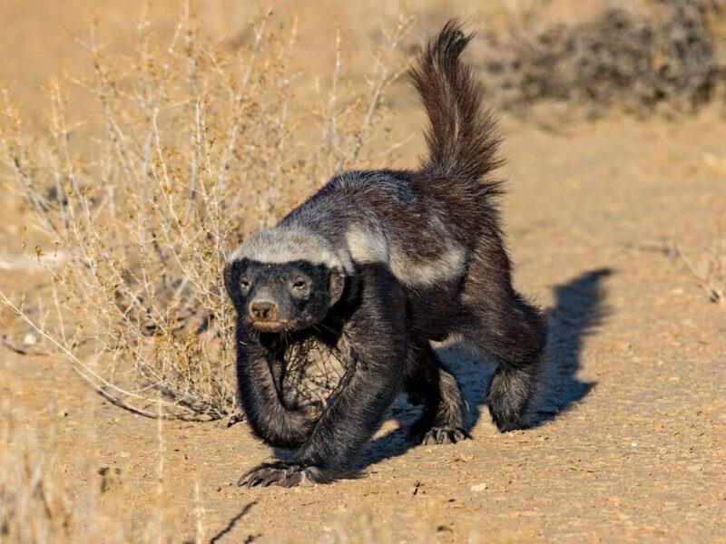 Honeybadger