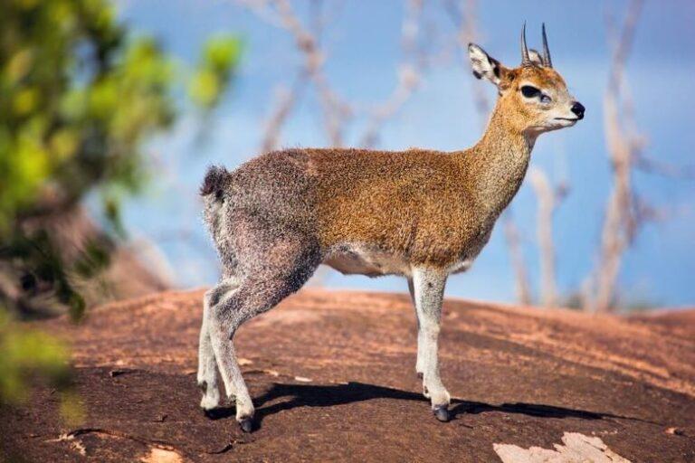 the klipspringer