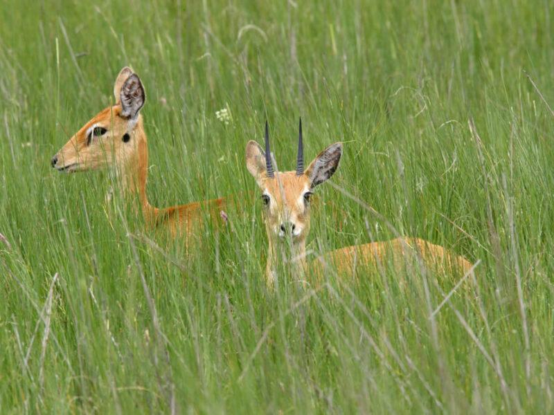 Hunting Oribi Antelope in Africa